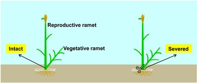 Clonal dominant grass Leymus chinensis benefits more from physiological integration in sexual reproduction than its main companions in a meadow